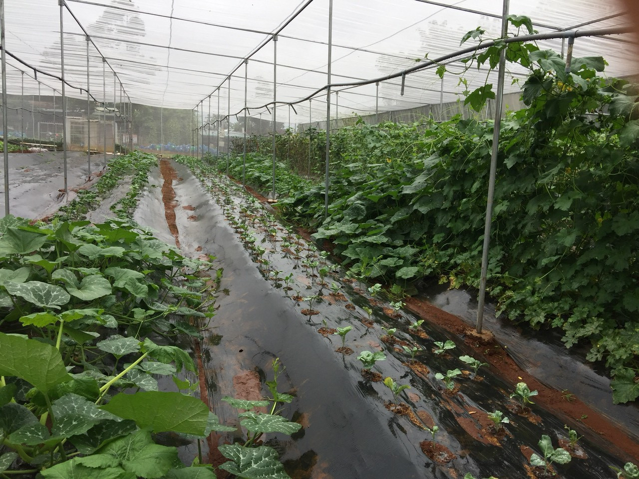 Nữ Bí thư huyện Đoàn và dự án nông nghiệp sạch ảnh 2