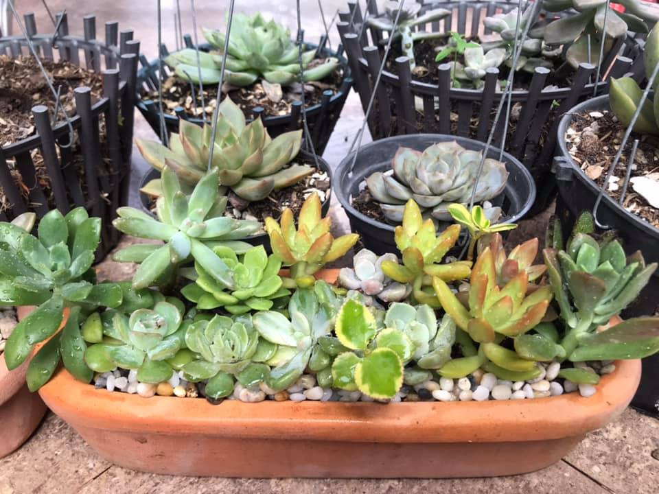 Bạn trẻ sáng tạo kinh doanh hoa kiểng Tết ảnh 8