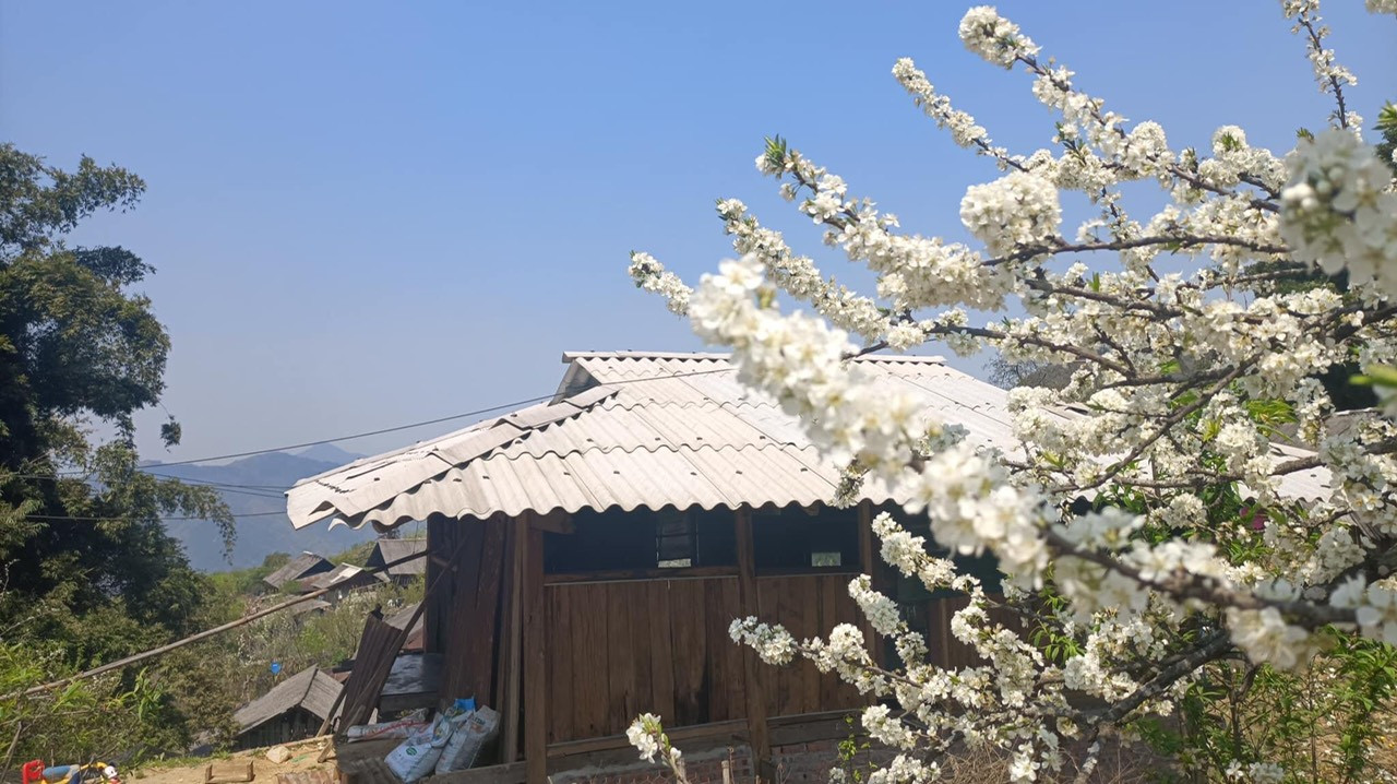 Cô giáo trẻ hóa thân thành “nàng thơ” giữa rừng hoa mận Sa Pa ảnh 2