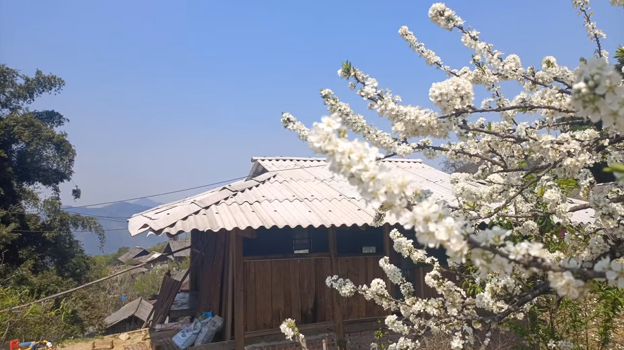 Cô giáo trẻ hóa thân thành “nàng thơ” giữa rừng hoa mận Sa Pa ảnh 2