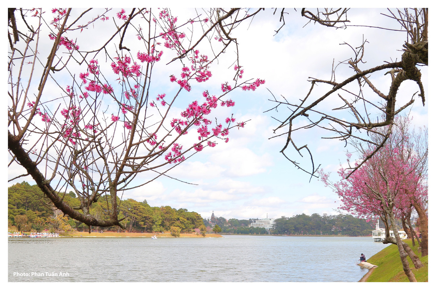 Đà Lạt rực rỡ sắc Xuân qua chùm ảnh hoa mai anh đào nở đẹp mê lòng người ảnh 6