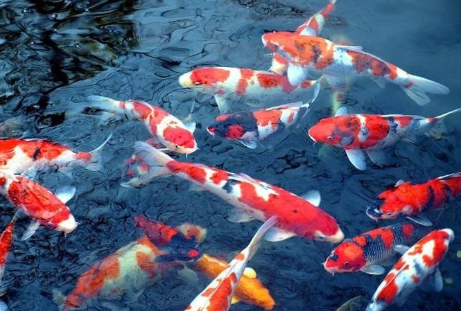 Sai lầm khi dùng cá Koi Nhật Bản cúng ông Công ông Táo thay cá chép ảnh 1