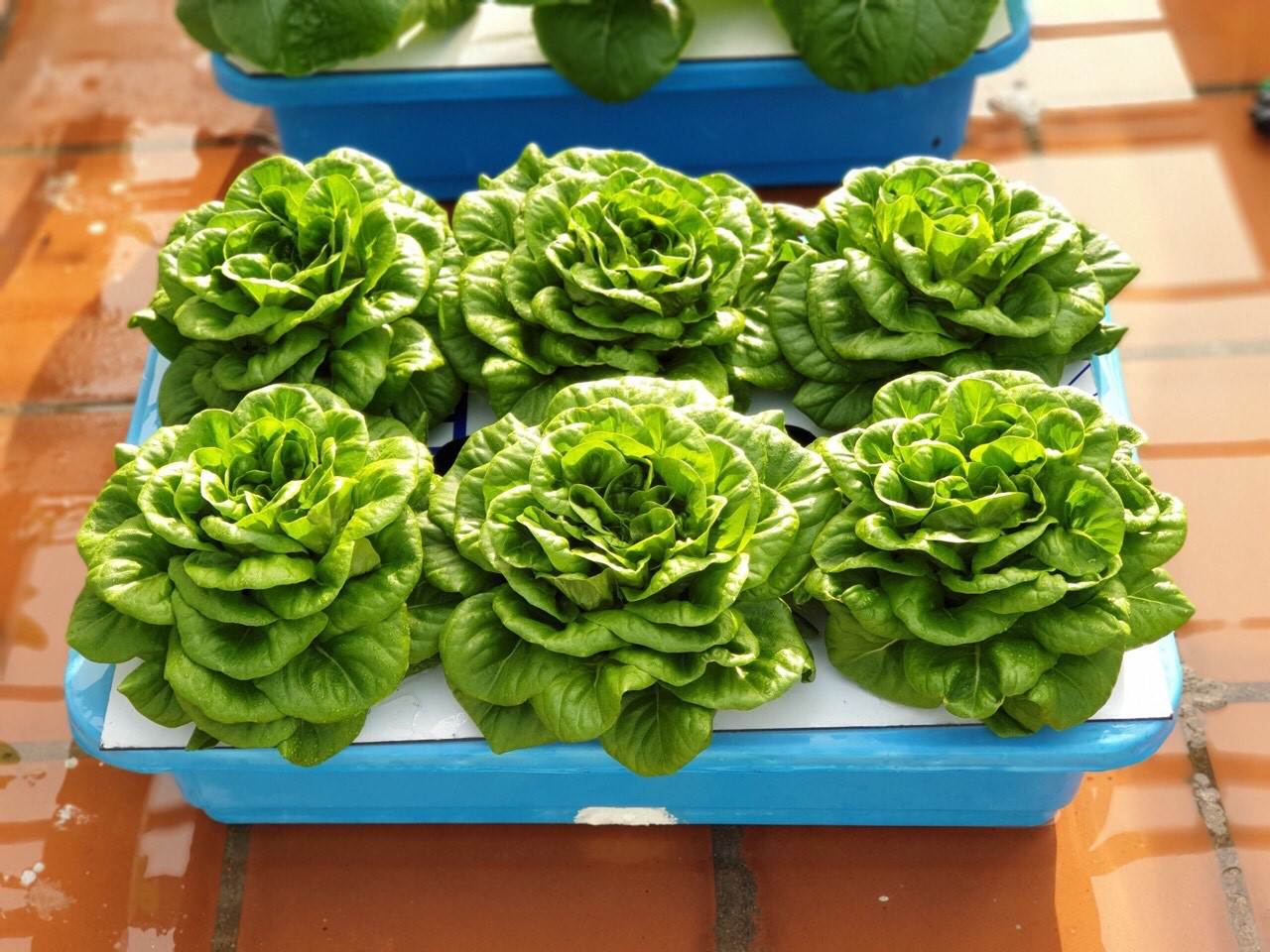 Gia đình trẻ biến sân thượng trống thành ‘khu vườn trên mây’ ảnh 7