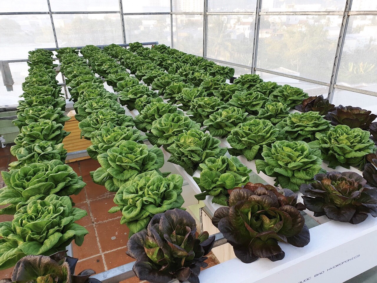 Gia đình trẻ biến sân thượng trống thành ‘khu vườn trên mây’ ảnh 5