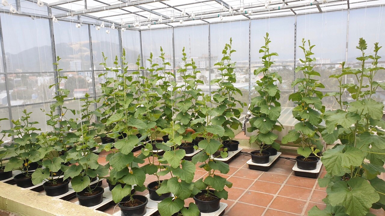 Gia đình trẻ biến sân thượng trống thành ‘khu vườn trên mây’ ảnh 3