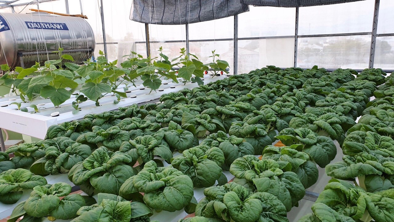 Gia đình trẻ biến sân thượng trống thành ‘khu vườn trên mây’ ảnh 6