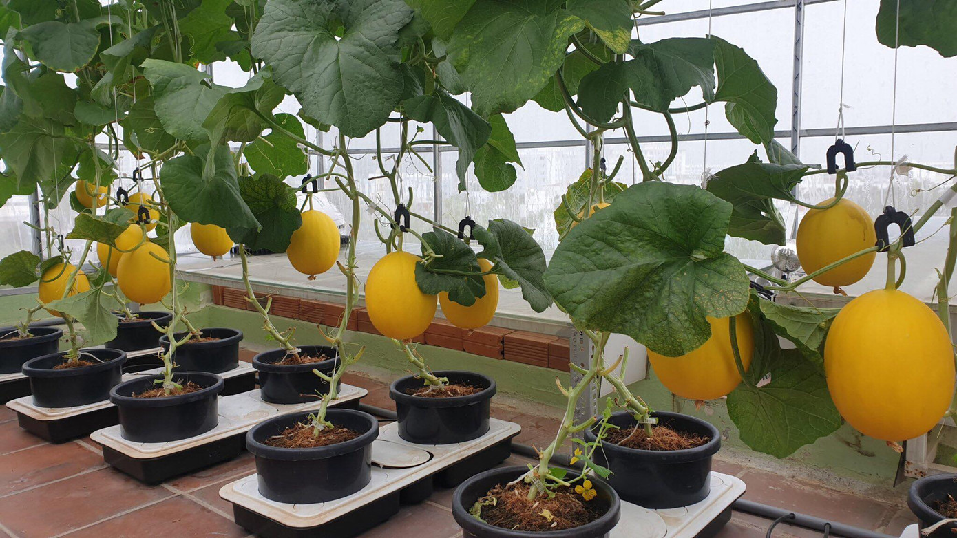 Gia đình trẻ biến sân thượng trống thành ‘khu vườn trên mây’ ảnh 4