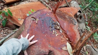 Vào nơi 'lâm tặc' lộng hành như rừng vô chủ ảnh 2