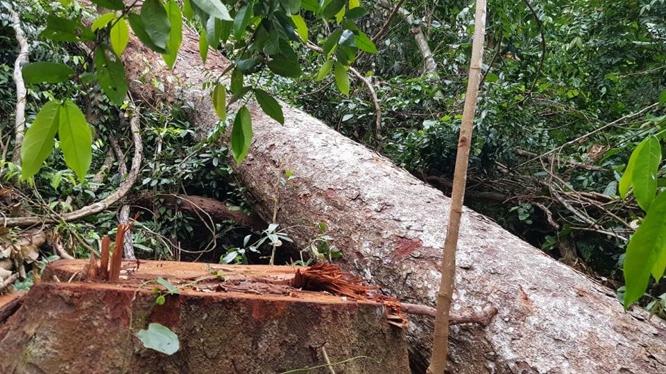 Vào nơi 'lâm tặc' lộng hành như rừng vô chủ ảnh 5