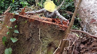 Vào nơi 'lâm tặc' lộng hành như rừng vô chủ ảnh 3