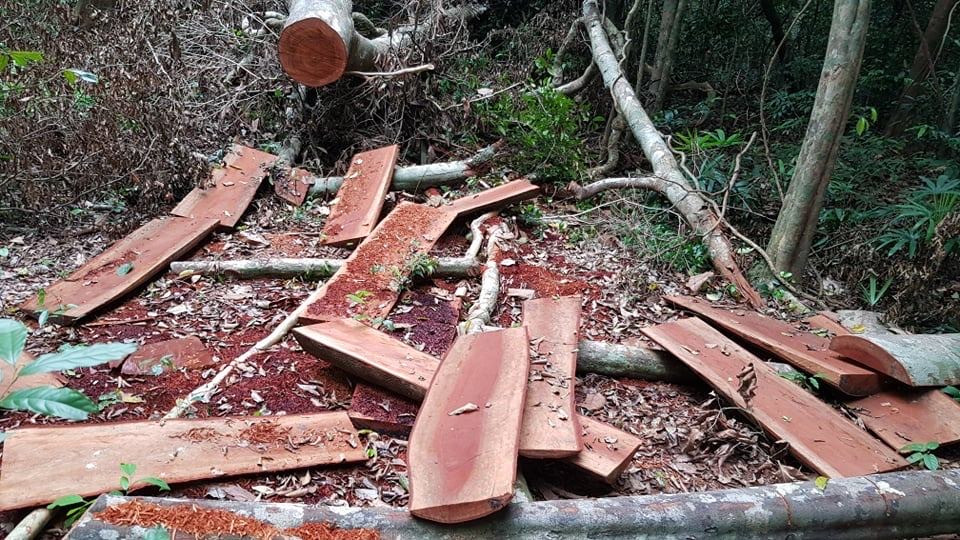 Vào nơi 'lâm tặc' lộng hành như rừng vô chủ ảnh 6