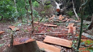 Vào nơi 'lâm tặc' lộng hành như rừng vô chủ ảnh 8