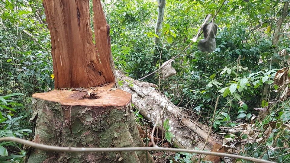 Vào nơi 'lâm tặc' lộng hành như rừng vô chủ ảnh 7