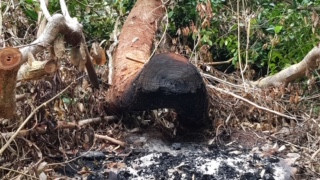 Vào nơi 'lâm tặc' lộng hành như rừng vô chủ ảnh 4