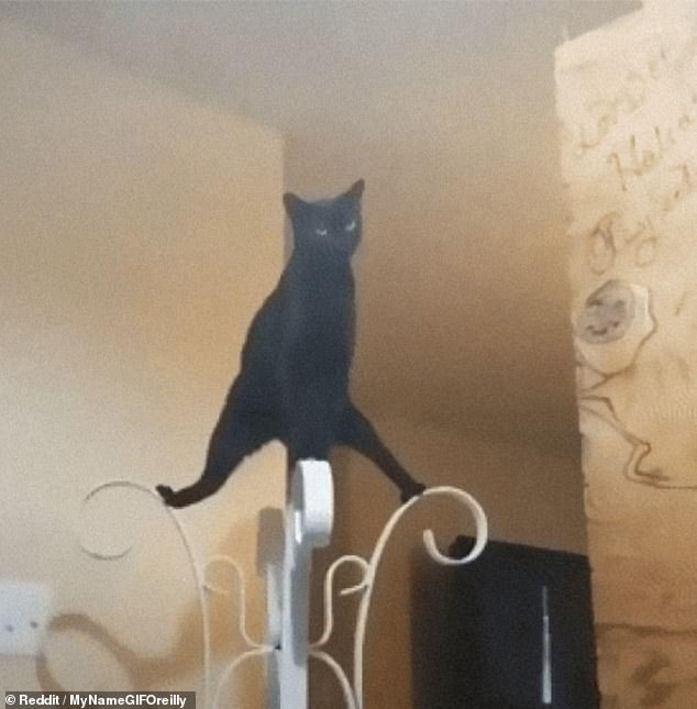 'Cười rớt hàm' trước loạt tư thế quái đản của loài mèo khiến chủ nhân không ít lần hết hồn ảnh 4