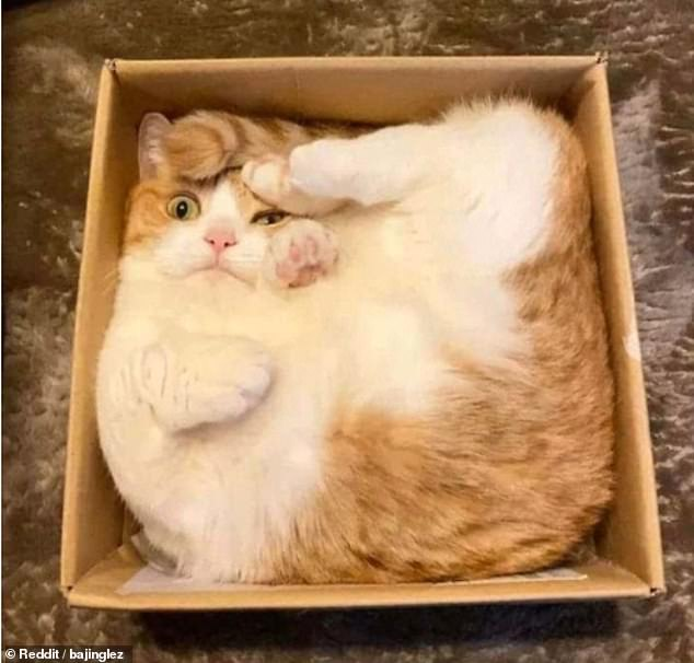 'Cười rớt hàm' trước loạt tư thế quái đản của loài mèo khiến chủ nhân không ít lần hết hồn ảnh 12