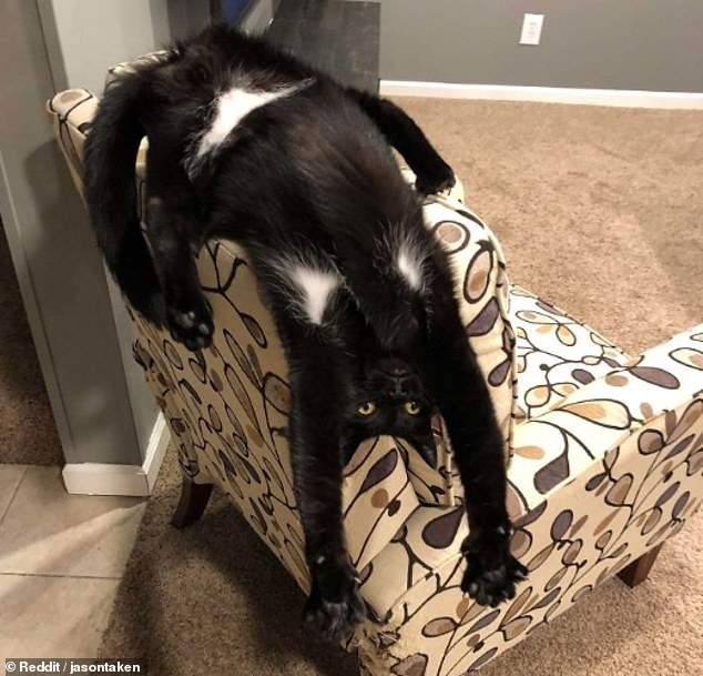 'Cười rớt hàm' trước loạt tư thế quái đản của loài mèo khiến chủ nhân không ít lần hết hồn ảnh 6