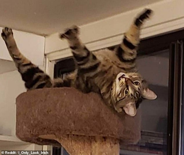 'Cười rớt hàm' trước loạt tư thế quái đản của loài mèo khiến chủ nhân không ít lần hết hồn ảnh 8