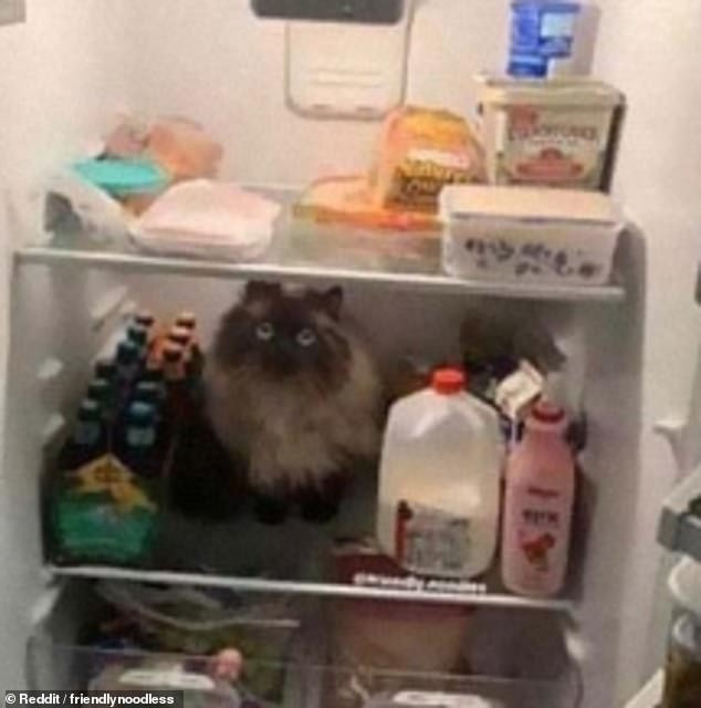 'Cười rớt hàm' trước loạt tư thế quái đản của loài mèo khiến chủ nhân không ít lần hết hồn ảnh 15