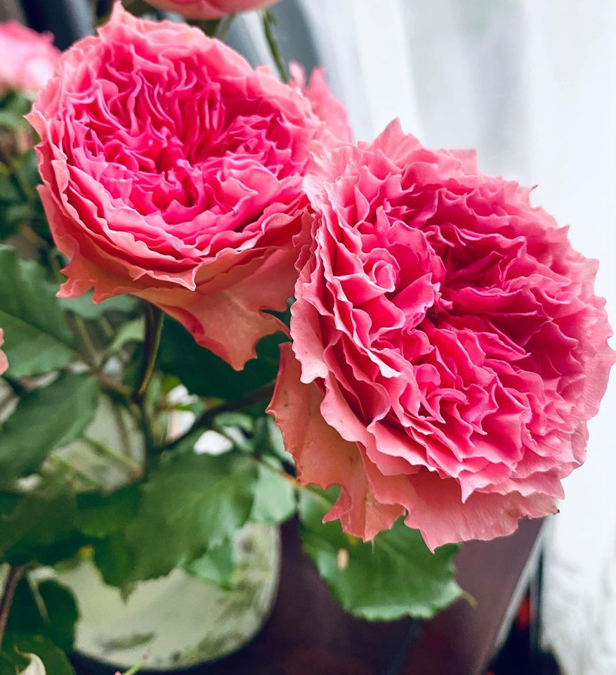 Ninh Dương Lan Ngọc tung ảnh bụng to vượt mặt khiến fan 'hoang mang' ảnh 3