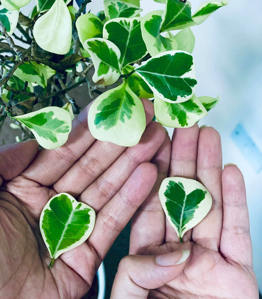 Dân mạng 'quỳ gối' trước nhật kí 10 cách ly 'bận tối mặt' của Bảo Thanh ảnh 5