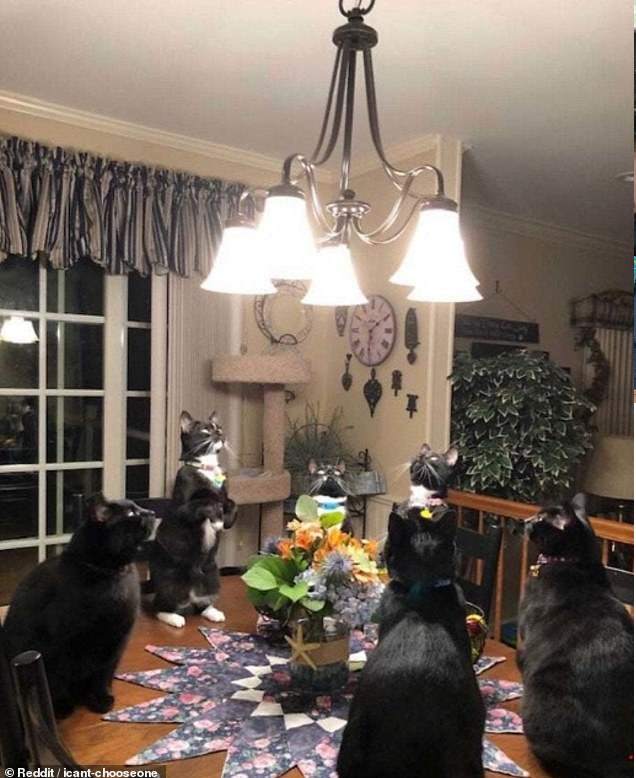 'Cười rớt hàm' trước loạt tư thế quái đản của loài mèo khiến chủ nhân không ít lần hết hồn ảnh 1