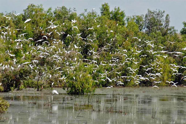 'Thịnh vượng' Trà Sư cho ngày trở lại ảnh 4
