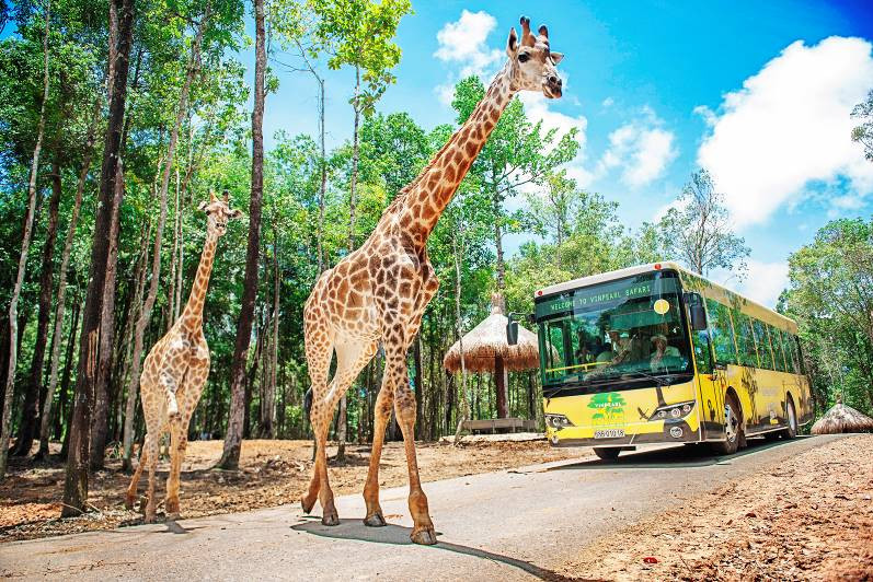 Vinpearl Safari chào đón tê giác thứ 3 chào đời ảnh 9