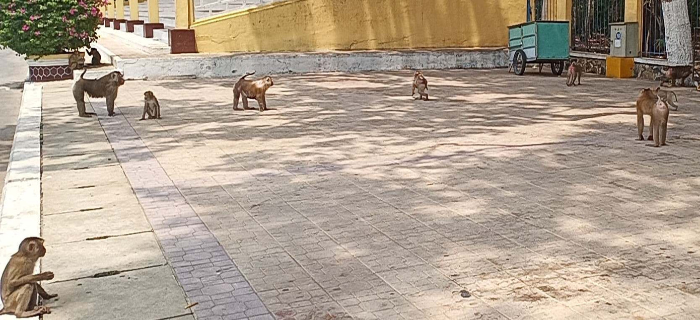Vắng khách du lịch mùa dịch, bầy khỉ ở Tòa Thánh Tây Ninh đói ăn tràn ra đường ảnh 1