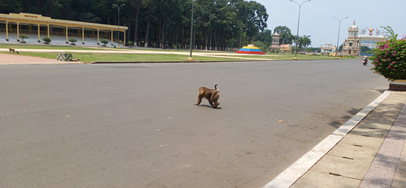 Vắng khách du lịch mùa dịch, bầy khỉ ở Tòa Thánh Tây Ninh đói ăn tràn ra đường ảnh 5