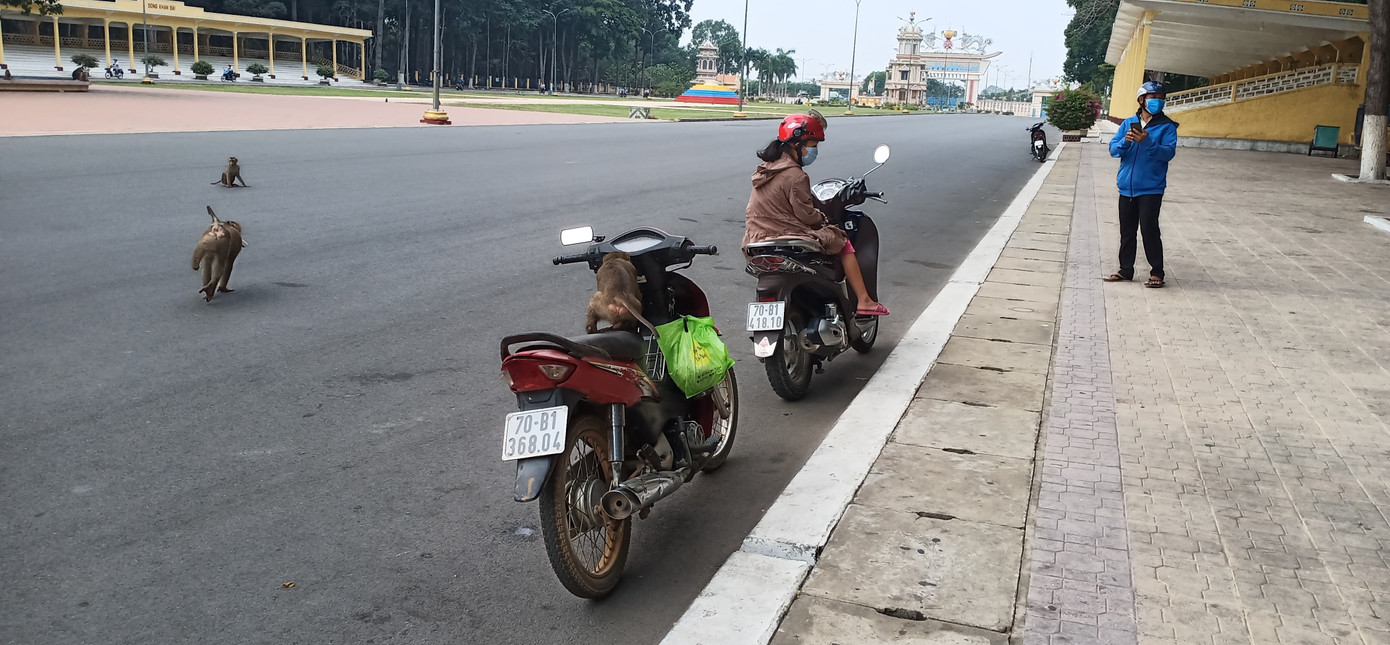 Vắng khách du lịch mùa dịch, bầy khỉ ở Tòa Thánh Tây Ninh đói ăn tràn ra đường ảnh 3