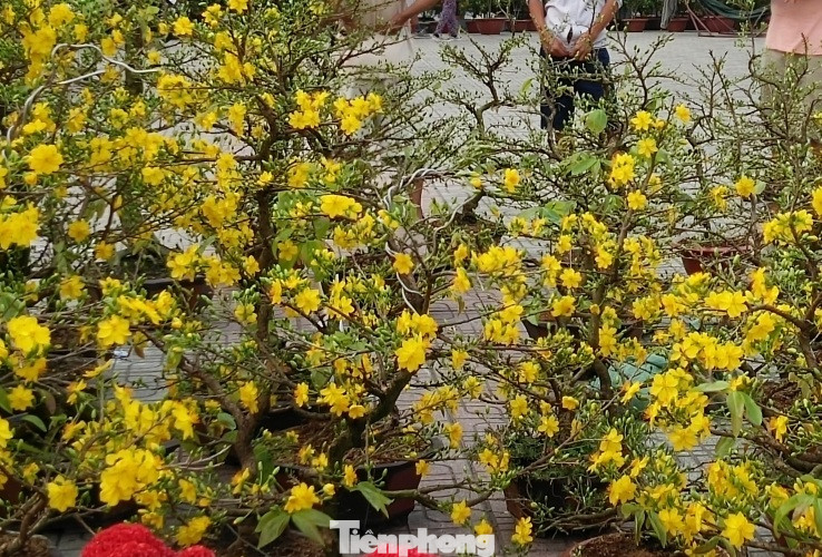 Mãn nhãn sắc Xuân trên đất Thủ ngày cận Tết ảnh 7