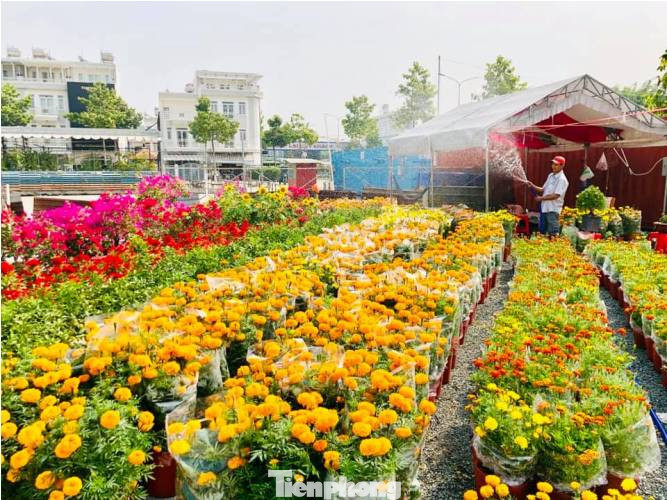 Mãn nhãn sắc Xuân trên đất Thủ ngày cận Tết ảnh 4