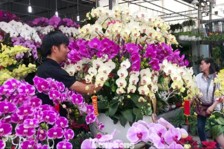 Mãn nhãn sắc Xuân trên đất Thủ ngày cận Tết ảnh 2