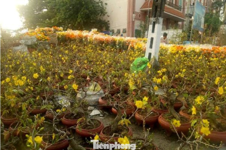 Mãn nhãn sắc Xuân trên đất Thủ ngày cận Tết ảnh 9