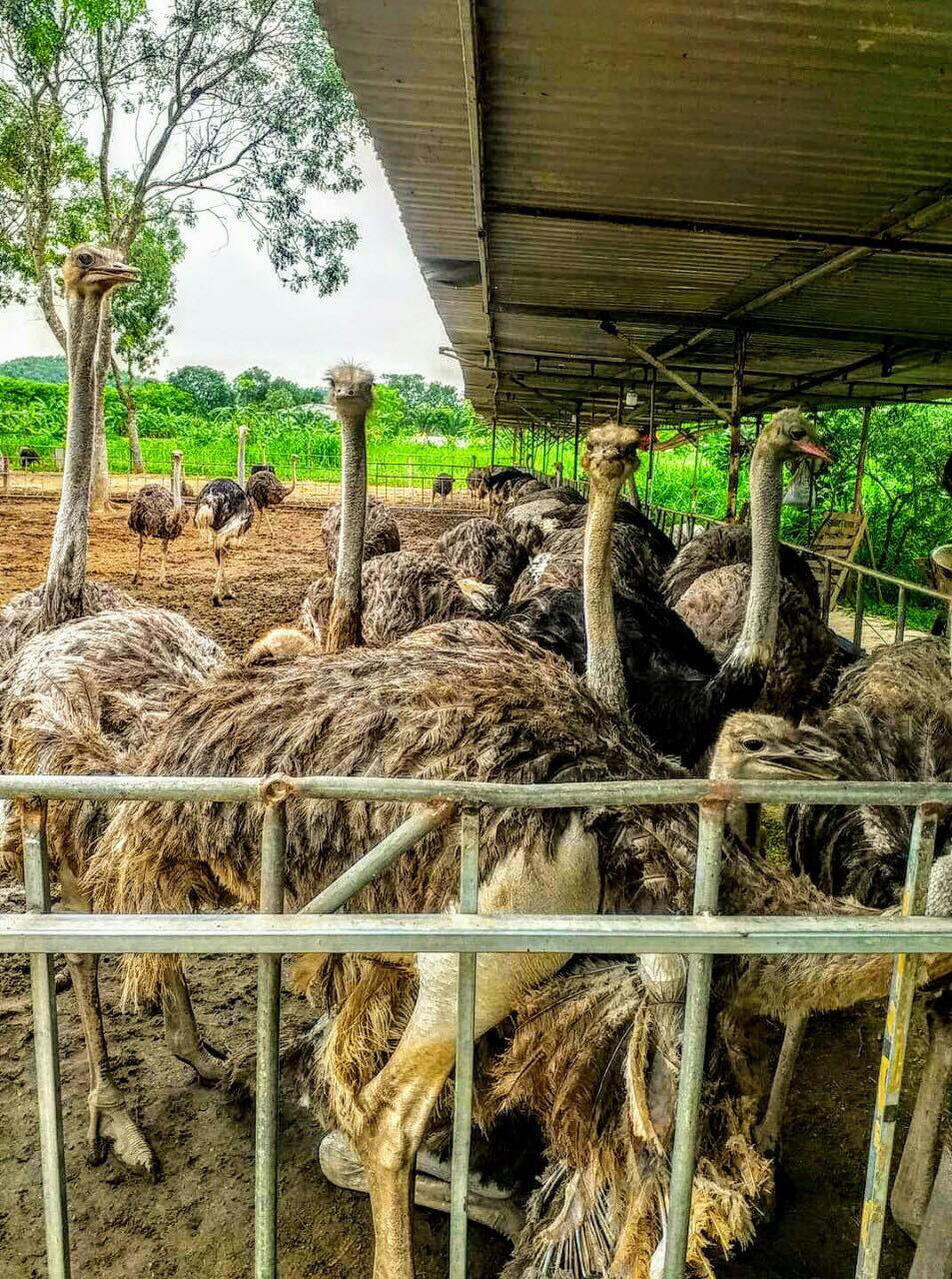 Nuôi đà điểu châu Phi thời COVID-19 hứa hẹn thu nhập trăm triệu đồng/năm ảnh 1