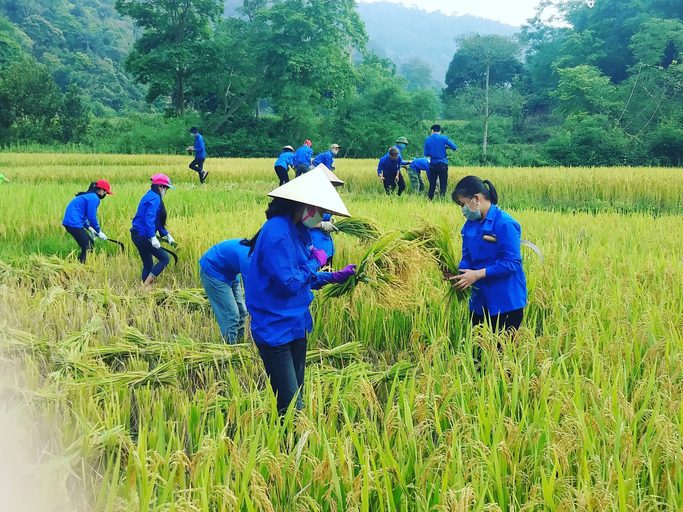 Áo xanh tình nguyện hăng hái xuống đồng gặt lúa giúp người dân ảnh 1