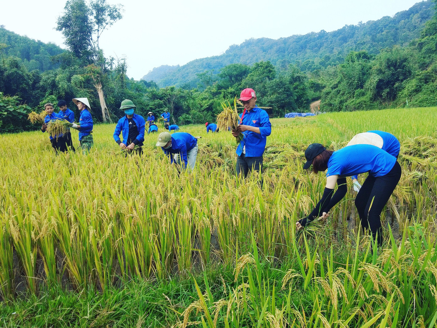 Áo xanh tình nguyện hăng hái xuống đồng gặt lúa giúp người dân ảnh 6