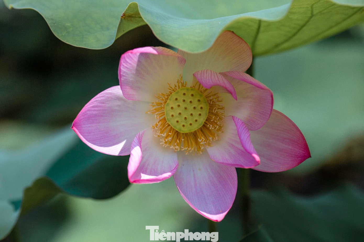 Tháng Năm về, ngắm sắc hương hoa sen bình dị ở quê Bác ảnh 2