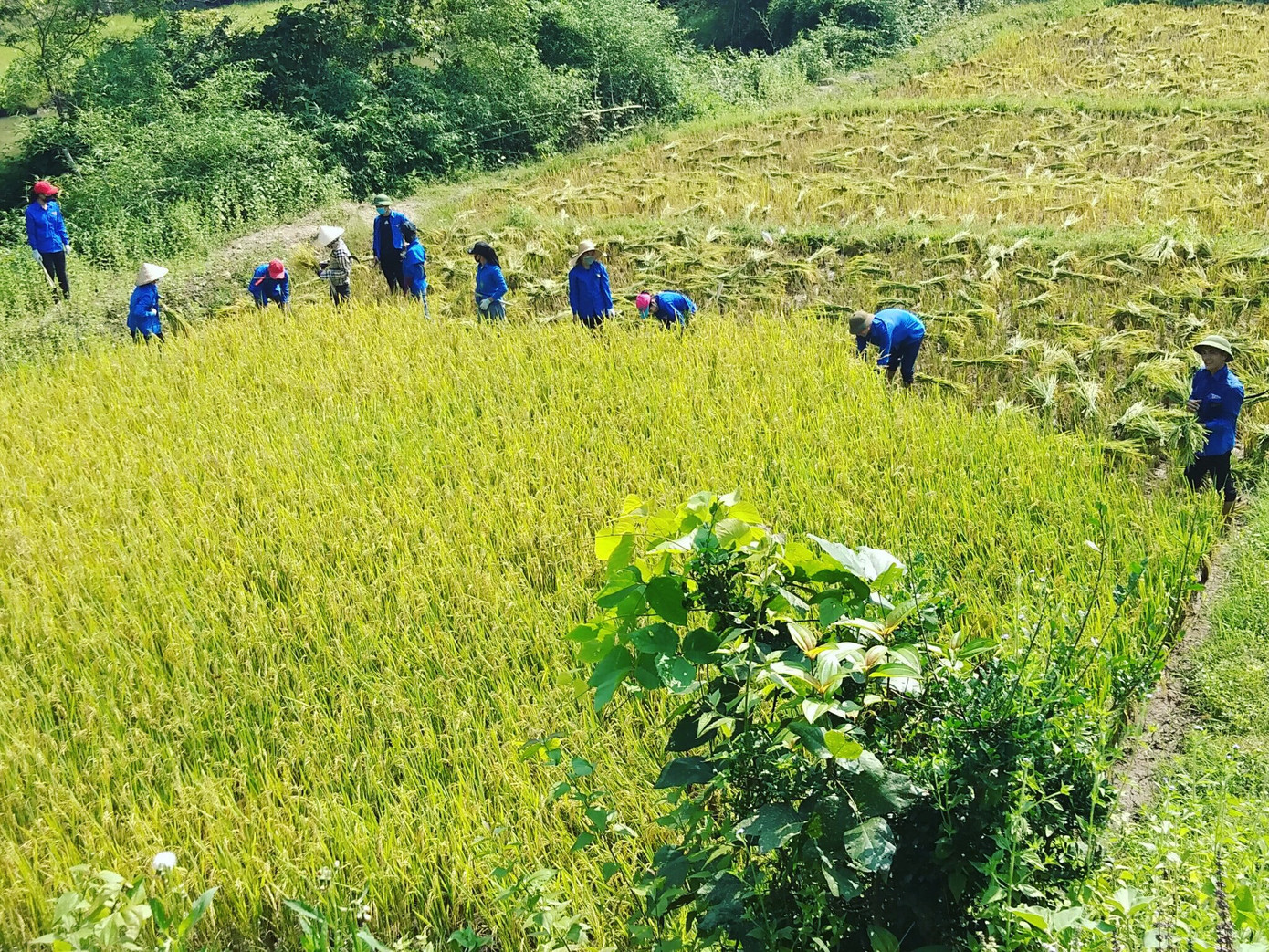 Áo xanh tình nguyện hăng hái xuống đồng gặt lúa giúp người dân ảnh 4