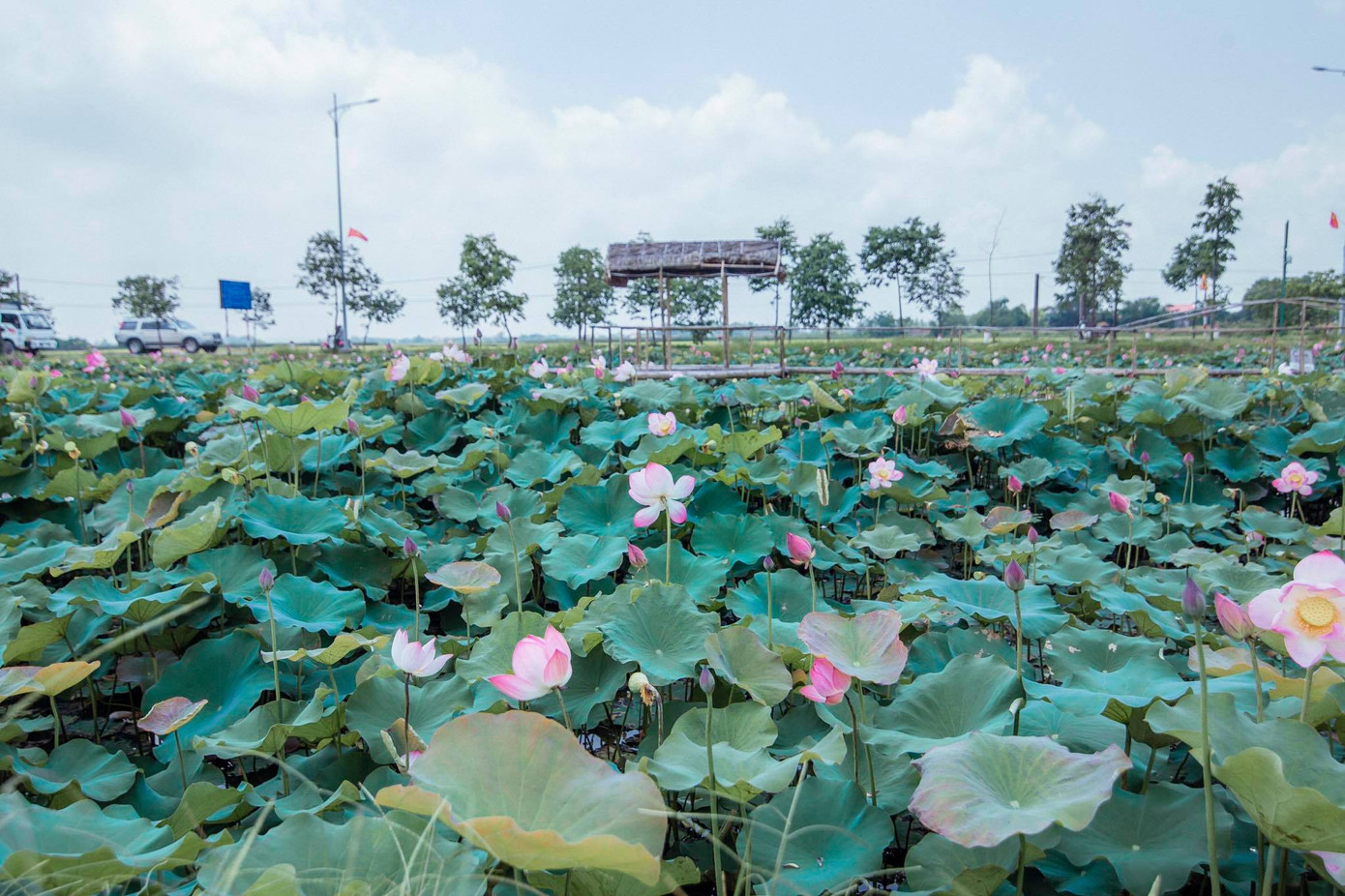 Trẻ em mặc áo đỏ sao vàng thả tim tại làng Sen quê Bác ảnh 10