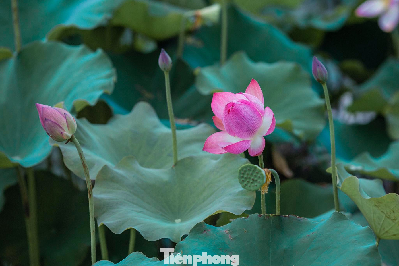 Tháng Năm về, ngắm sắc hương hoa sen bình dị ở quê Bác ảnh 8