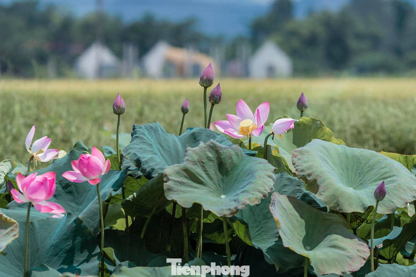 Tháng Năm về, ngắm sắc hương hoa sen bình dị ở quê Bác ảnh 3