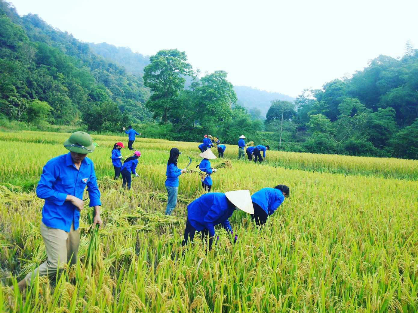 Áo xanh tình nguyện hăng hái xuống đồng gặt lúa giúp người dân ảnh 2