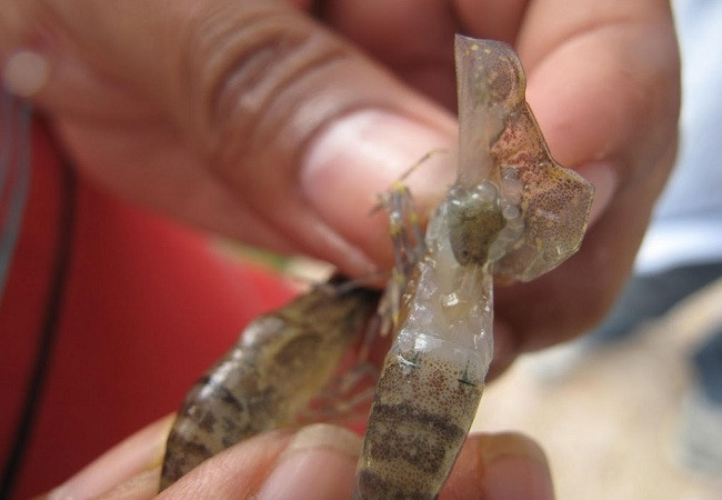 Dịch bệnh hoành hành, hàng chục ha tôm ở Nghệ An chết trắng ảnh 3