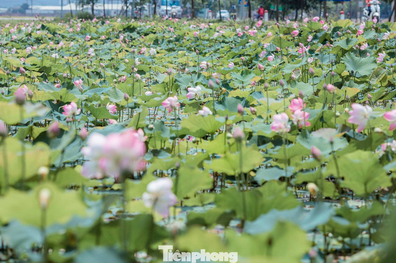 Tháng Năm về, ngắm sắc hương hoa sen bình dị ở quê Bác ảnh 1