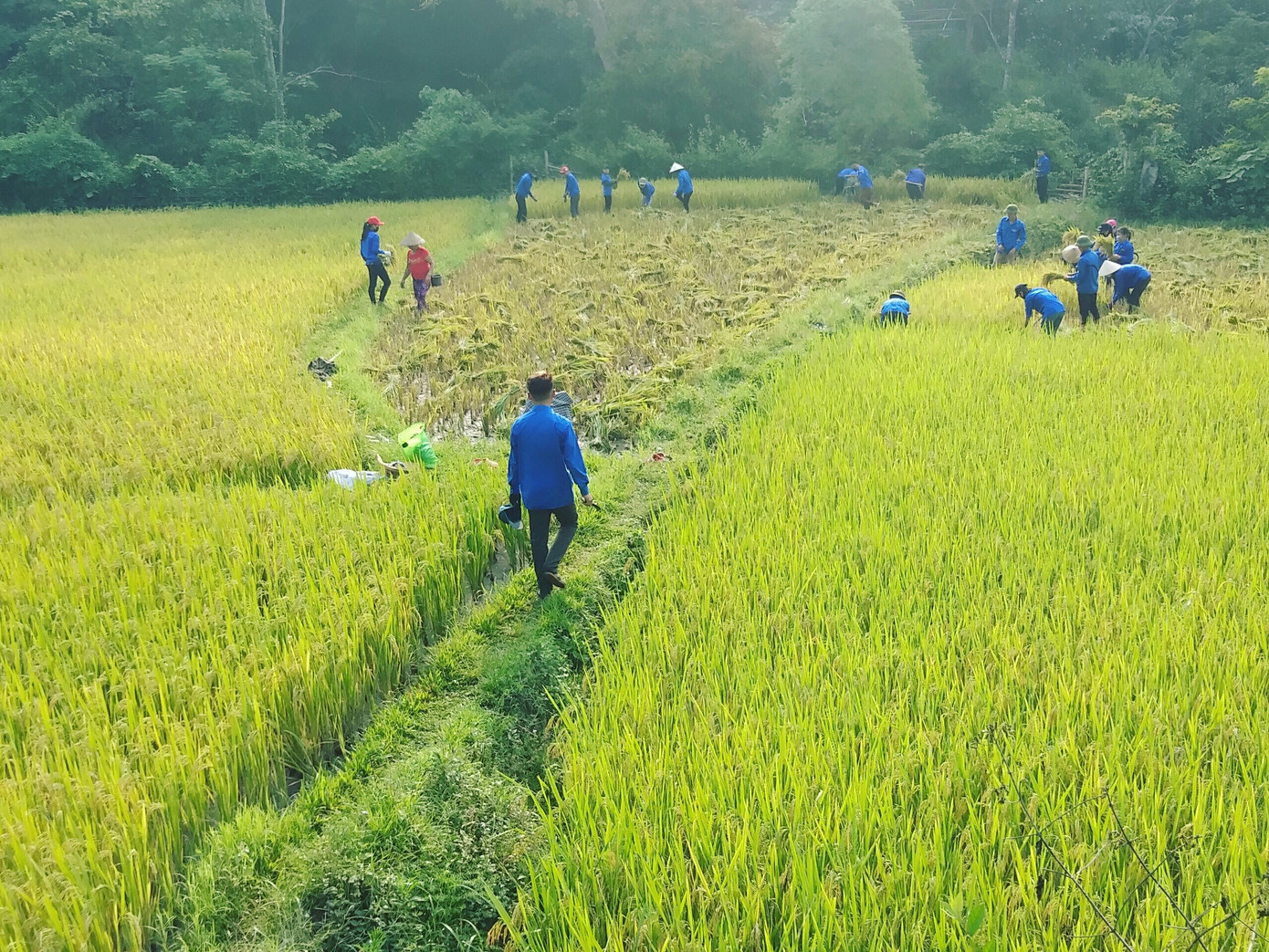 Áo xanh tình nguyện hăng hái xuống đồng gặt lúa giúp người dân ảnh 5