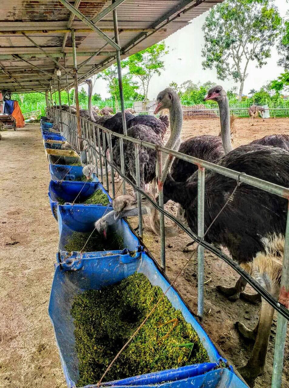 Nuôi đà điểu châu Phi thời COVID-19 hứa hẹn thu nhập trăm triệu đồng/năm ảnh 3