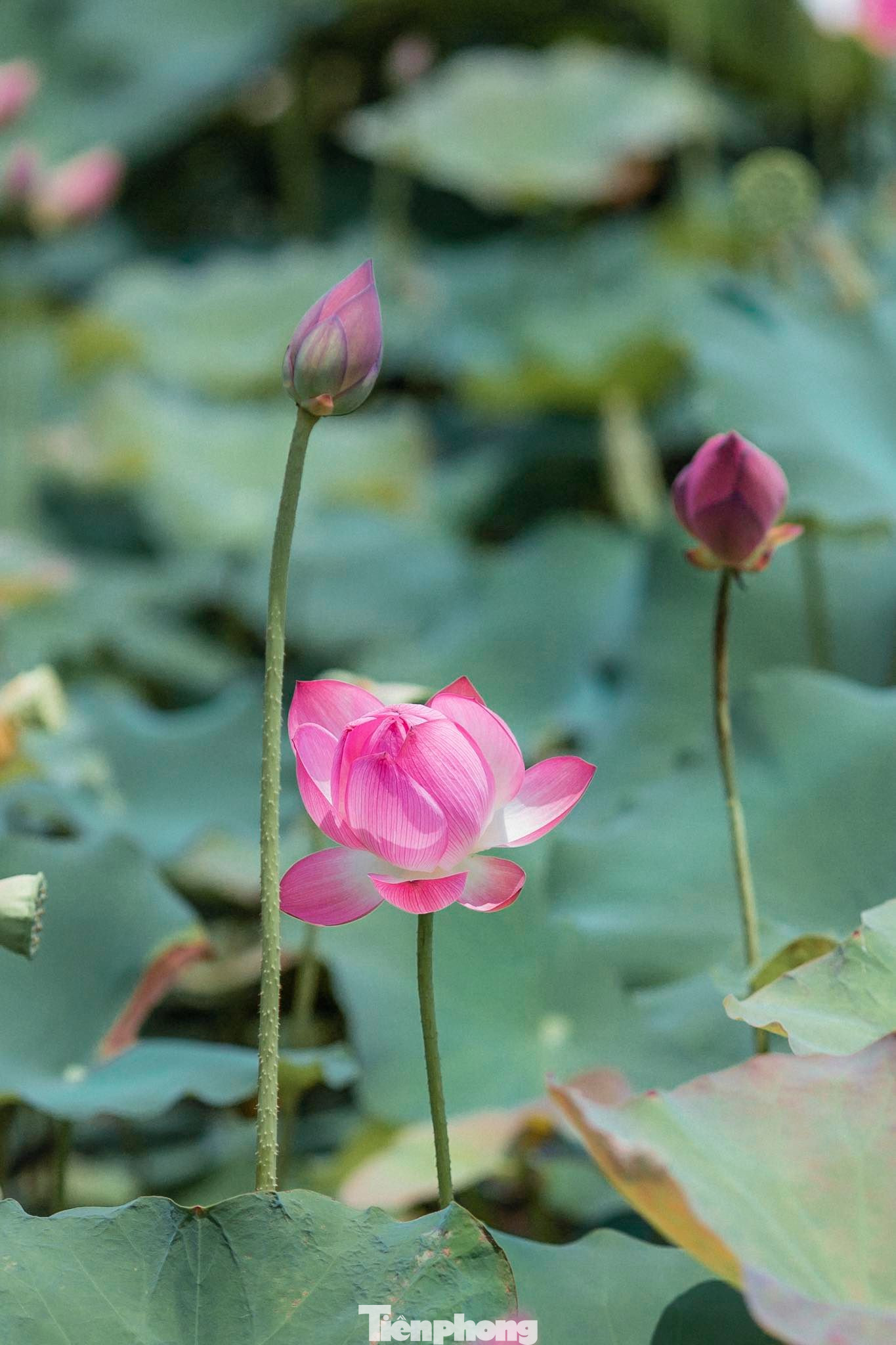 Tháng Năm về, ngắm sắc hương hoa sen bình dị ở quê Bác ảnh 4