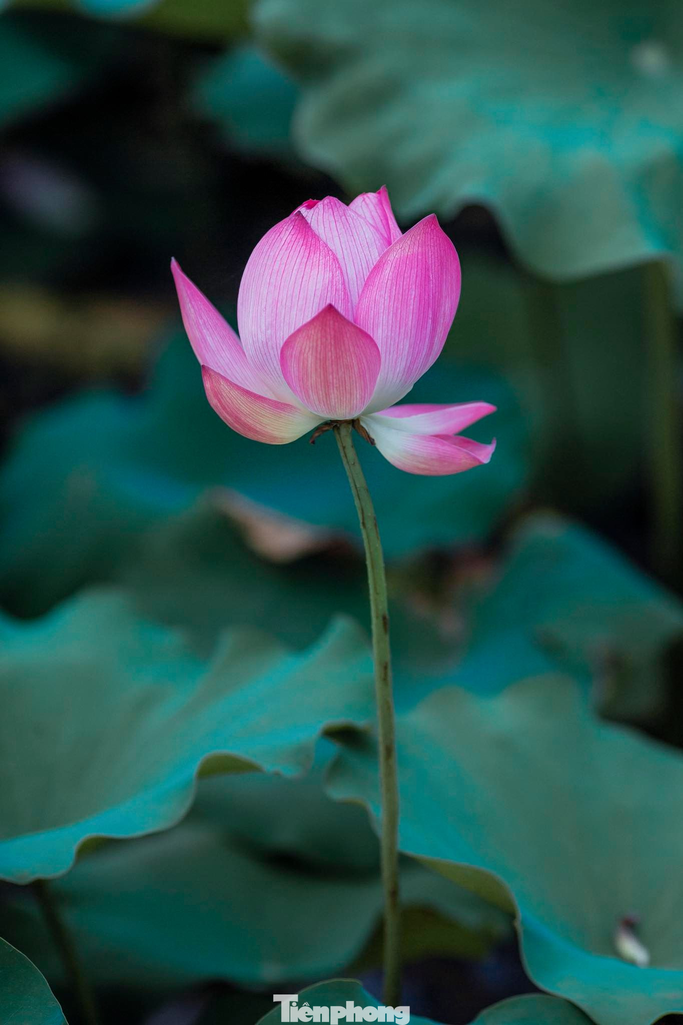 Tháng Năm về, ngắm sắc hương hoa sen bình dị ở quê Bác ảnh 6